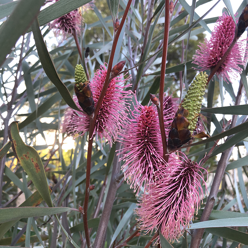 Hakea francisiana