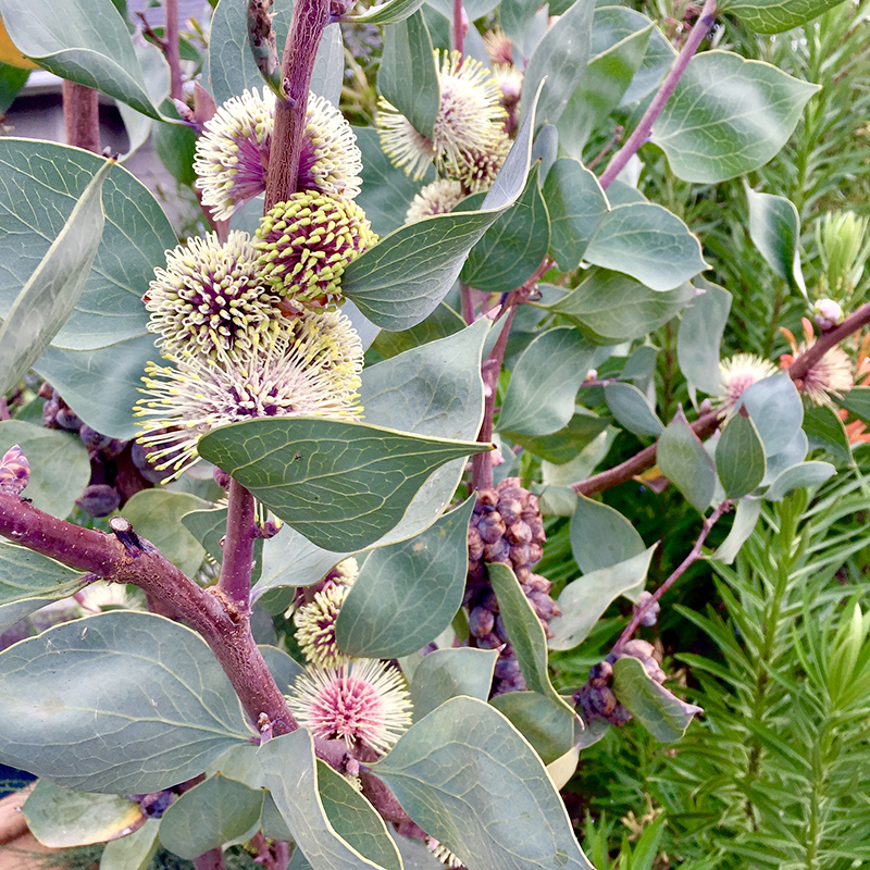 Hakea petiolaris