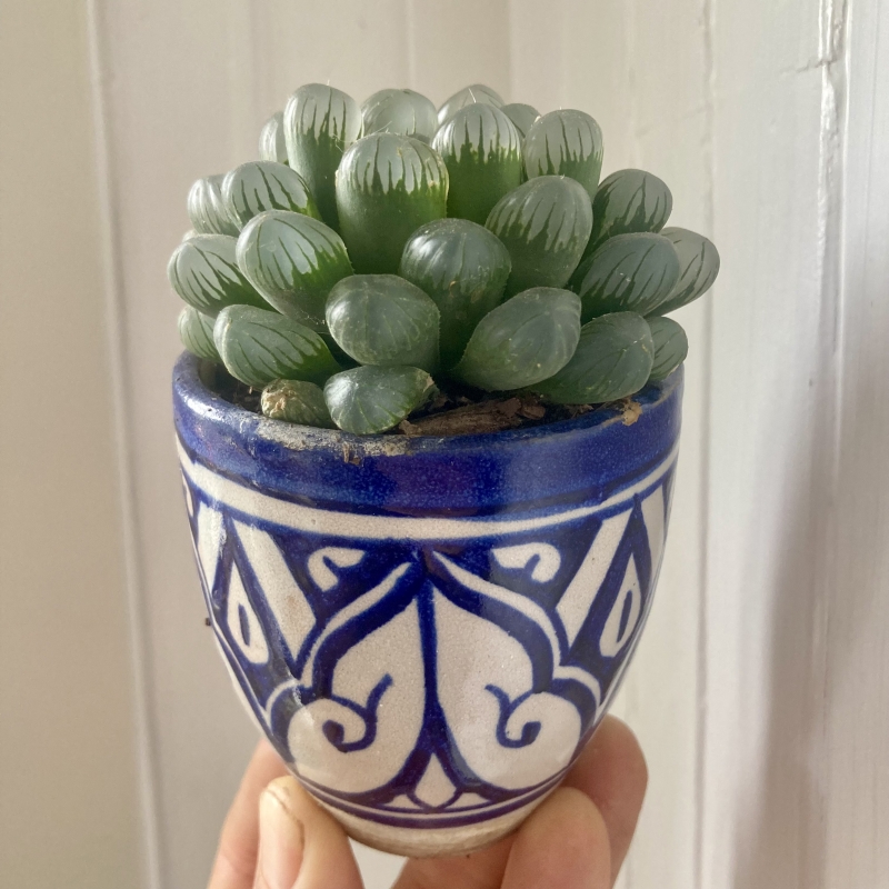 Haworthia cooperi