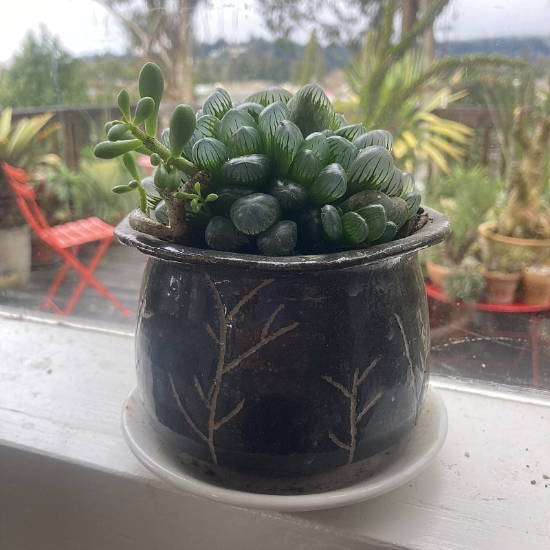 Haworthia cooperi