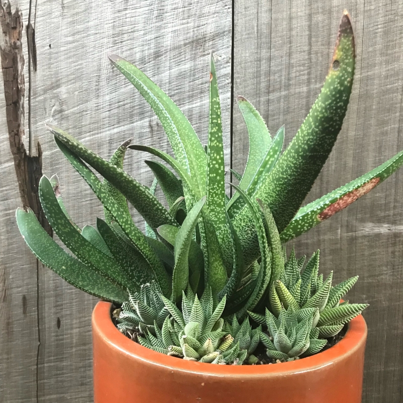 Haworthia limifolia var. striata