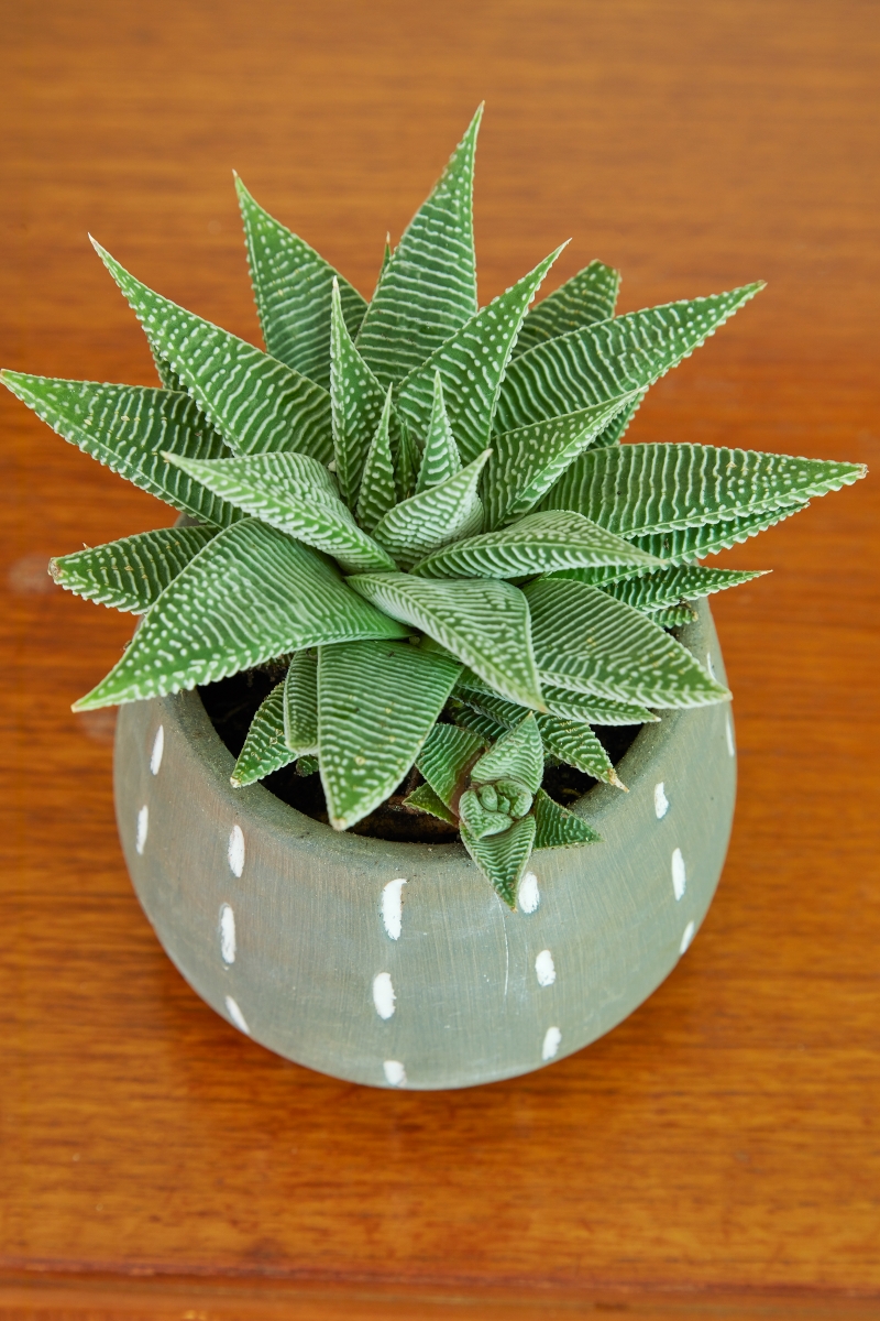 Haworthia limifolia var. striata