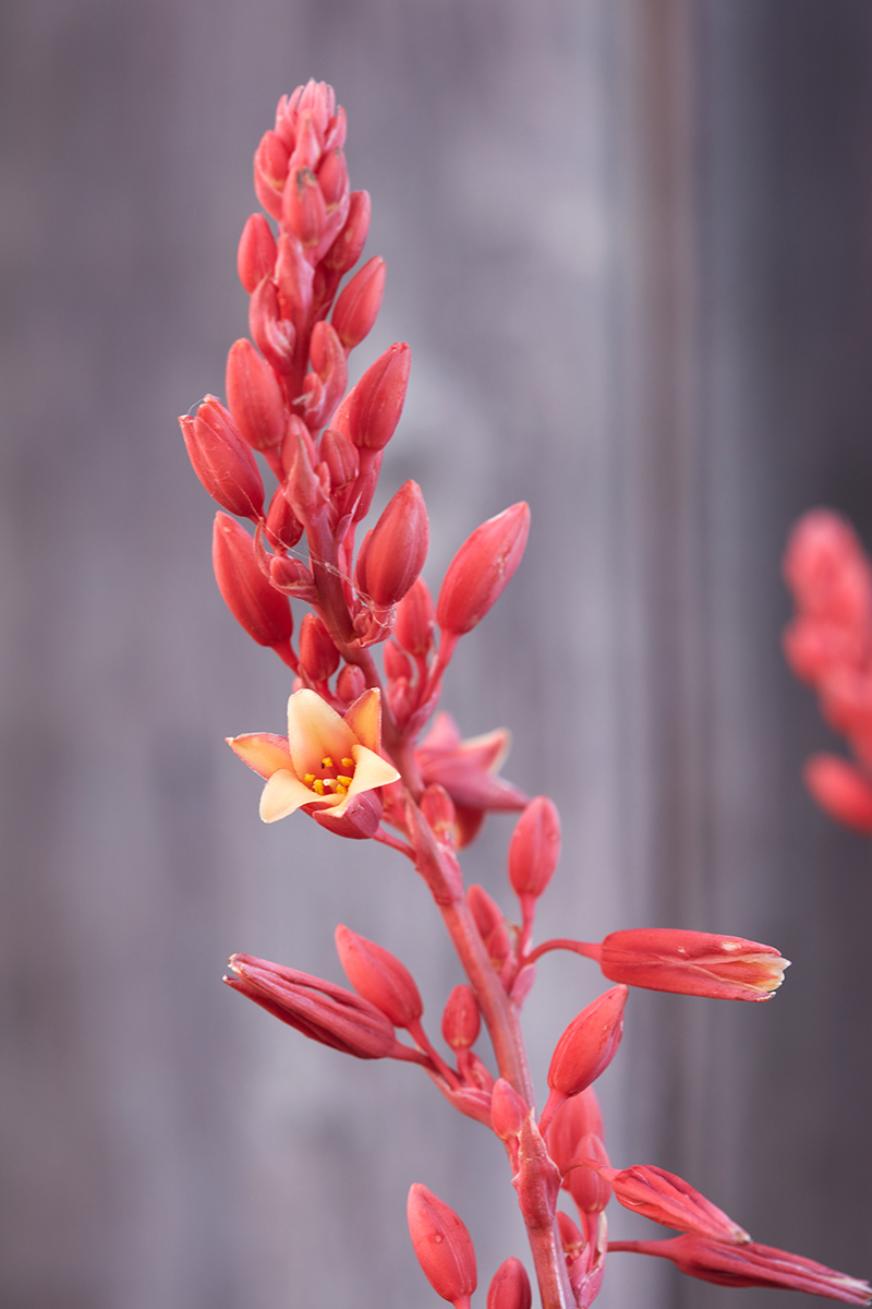 Hesperaloe parviflora