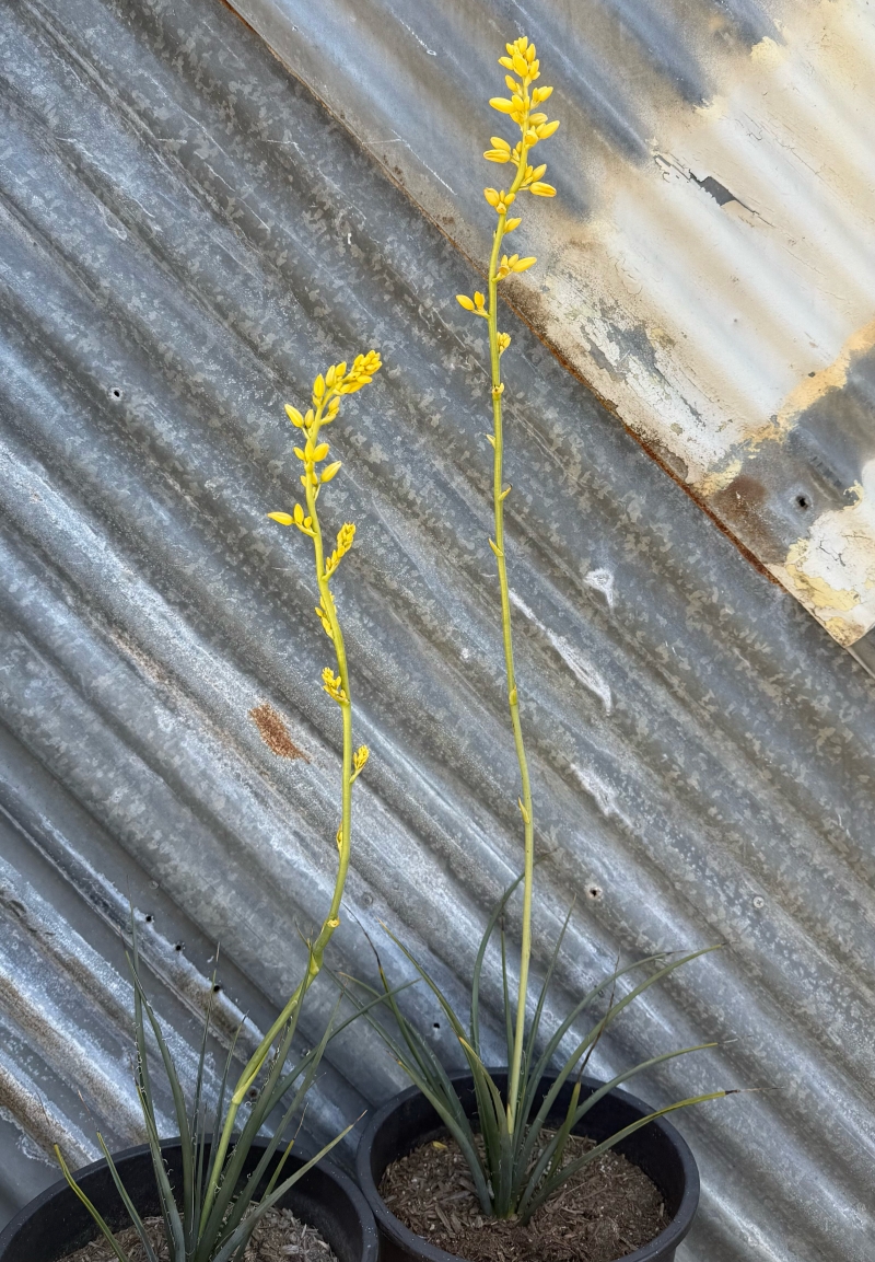 Hesperaloe parviflora 'Yellow Sun'