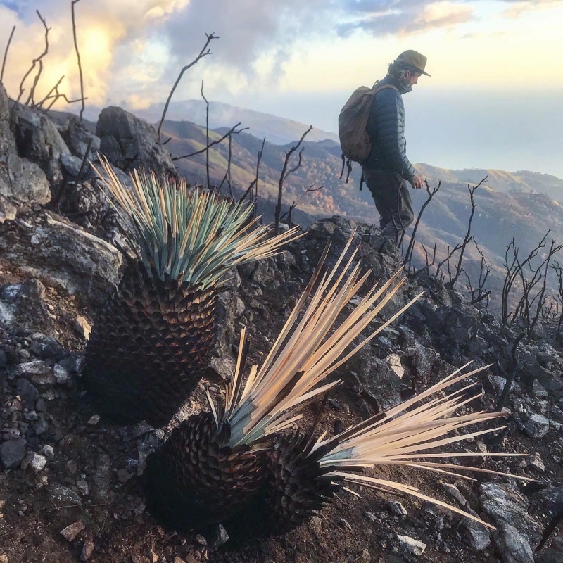 Hesperoyucca whipplei var. percursa