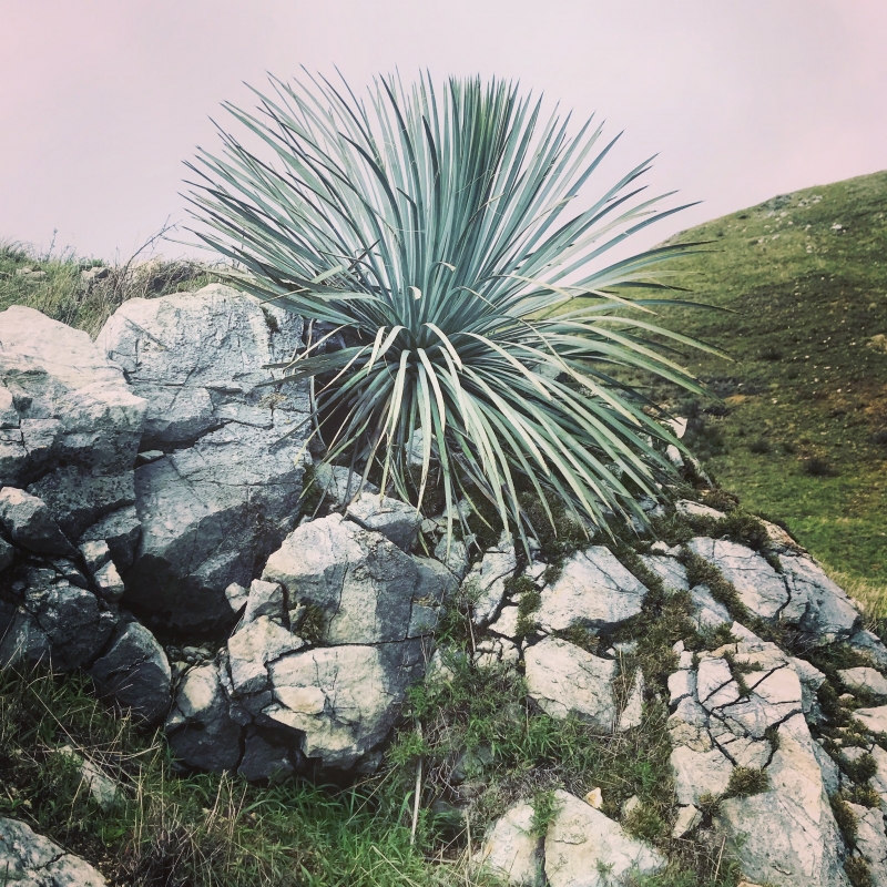 Hesperoyucca whipplei var. percursa