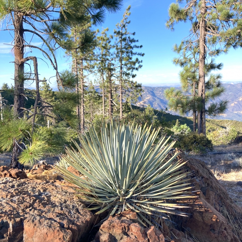 Hesperoyucca whipplei var. percursa