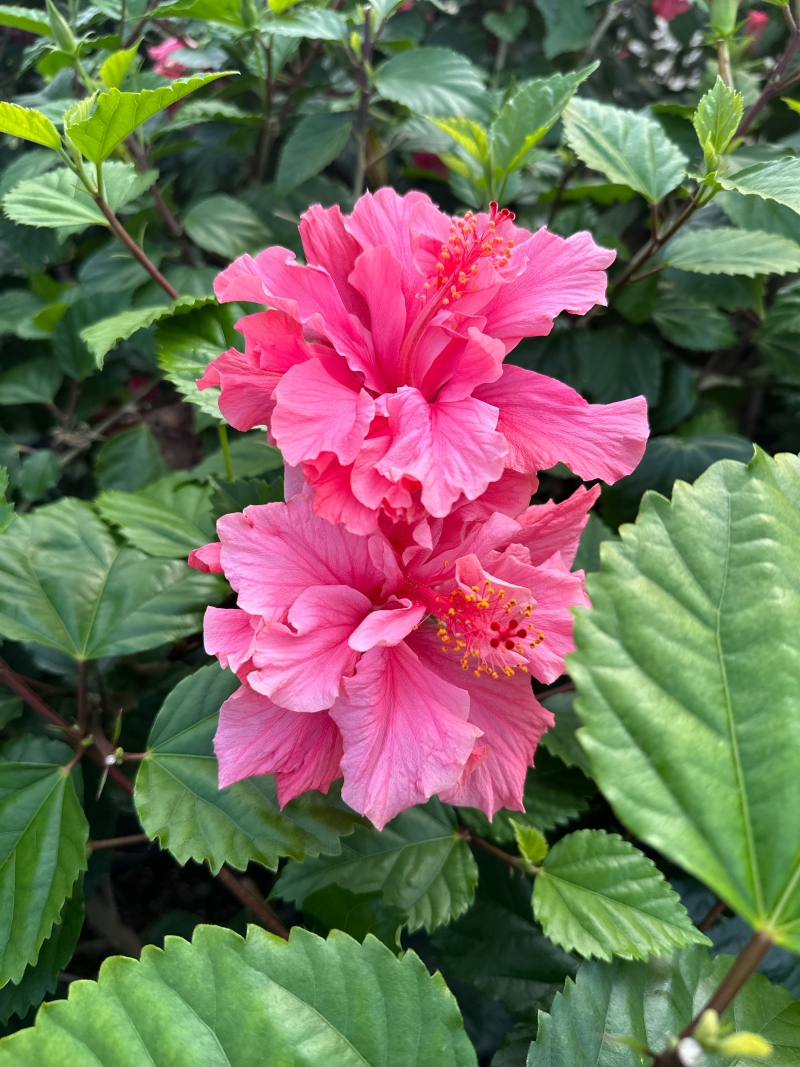 Hibiscus rosa-sinensis 'Kona'