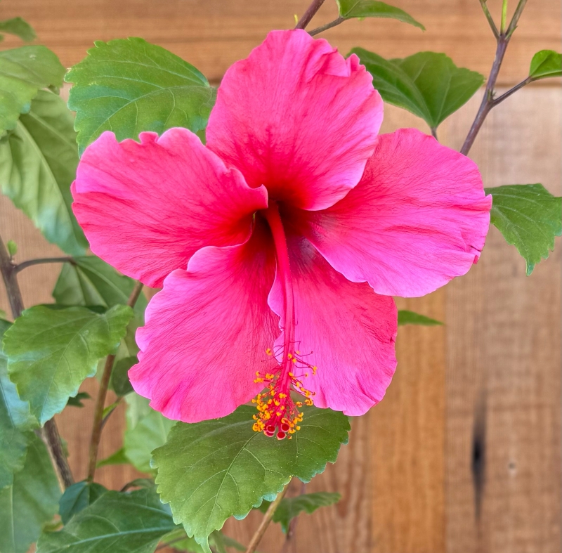 Hibiscus rosa-sinensis 'Lipstick'