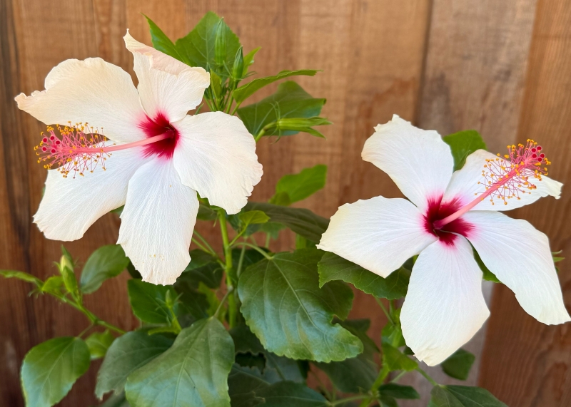 Hibiscus rosa-sinensis 'White Wings'