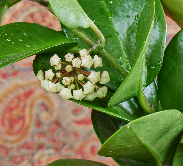 Hoya australis