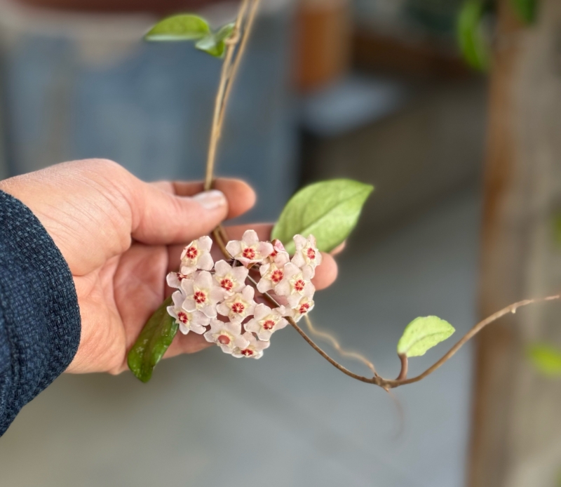 Hoya carnosa