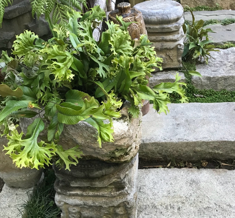 Asplenium antiquum 'Leslie'