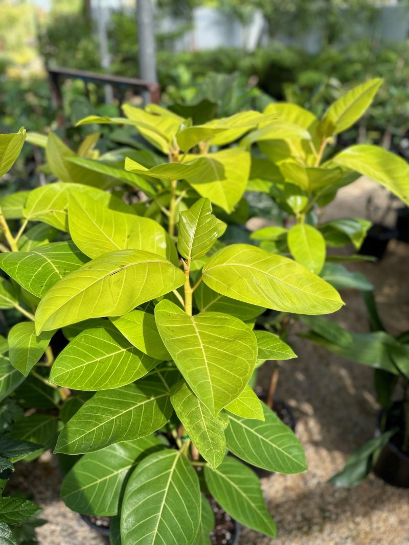 Ficus altissima 'All Gold'