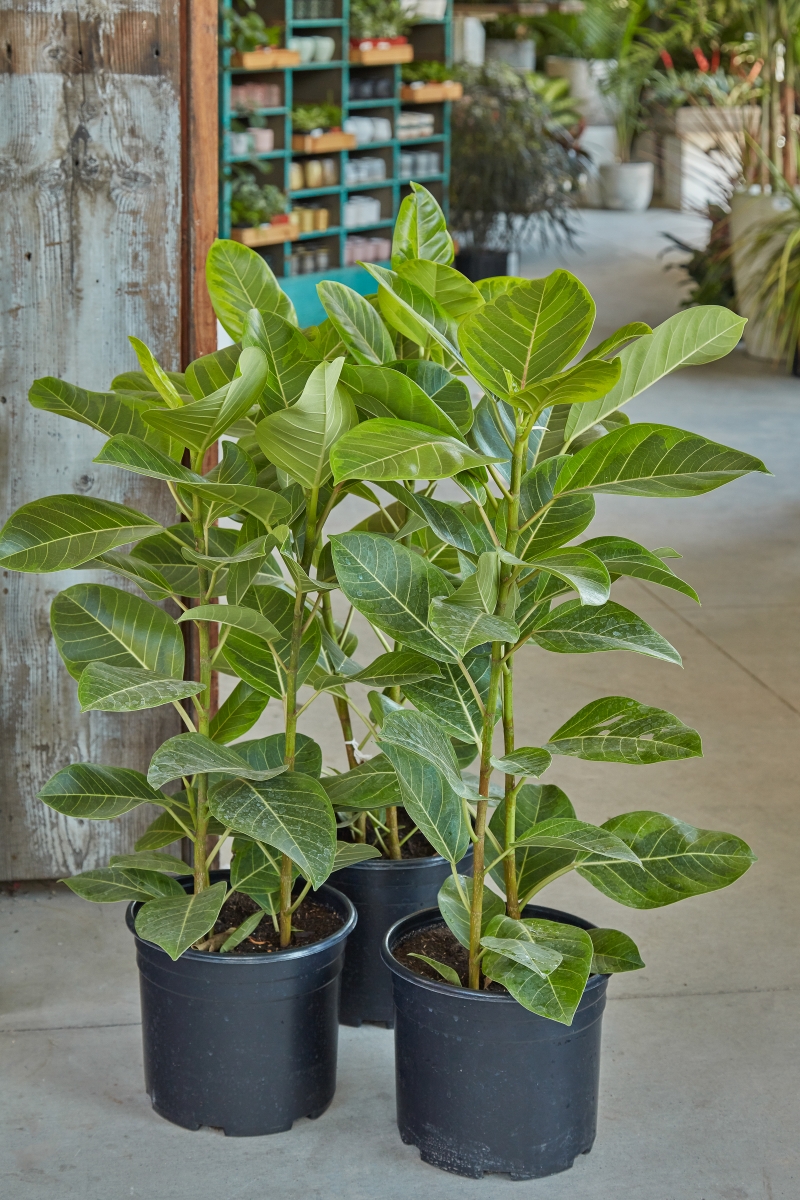 Ficus altissima 'Yellow Gem'