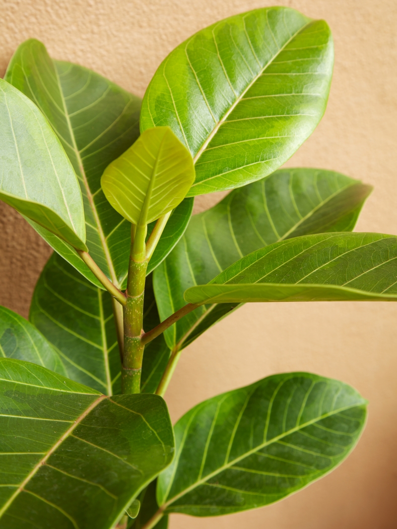 Ficus altissima 'Yellow Gem'