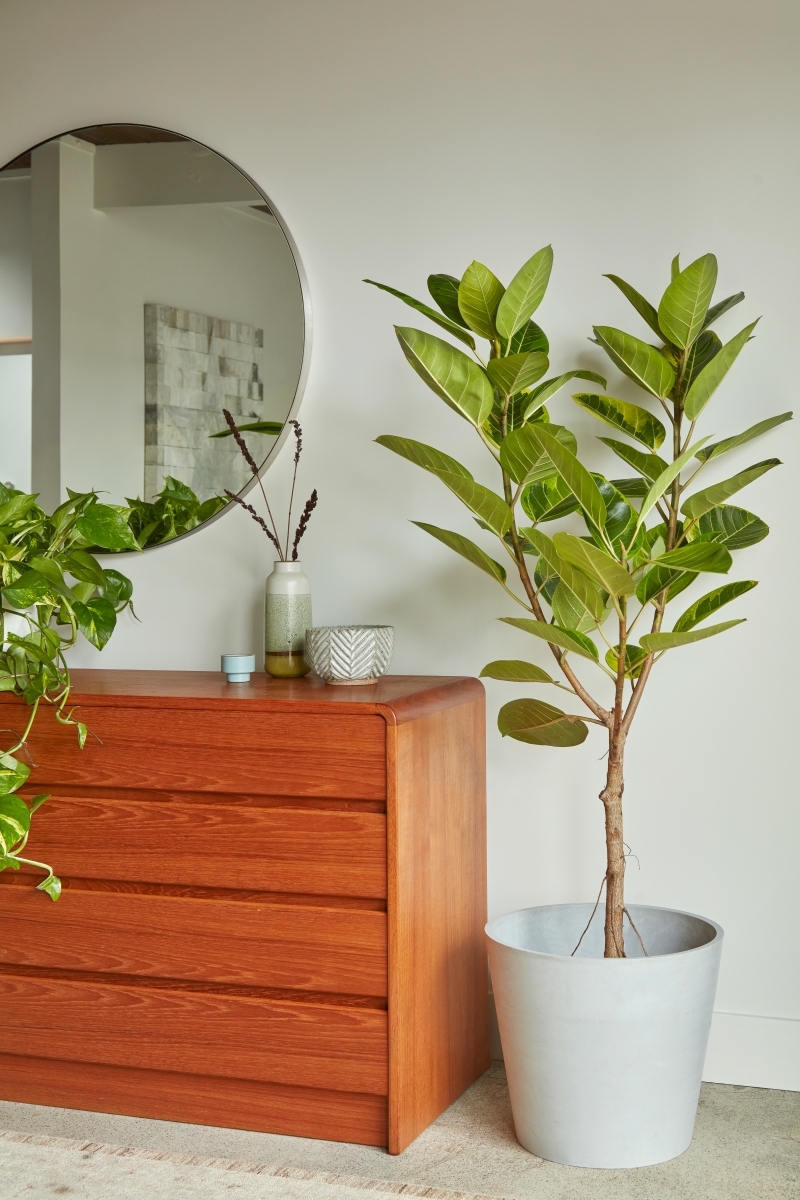 Ficus altissima 'Yellow Gem'