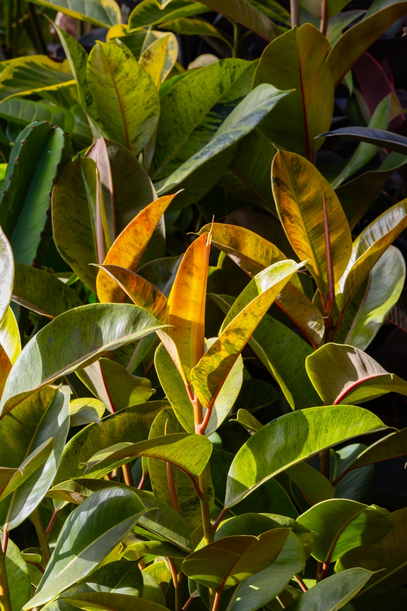 Ficus elastica 'Shivereana Moonshine'
