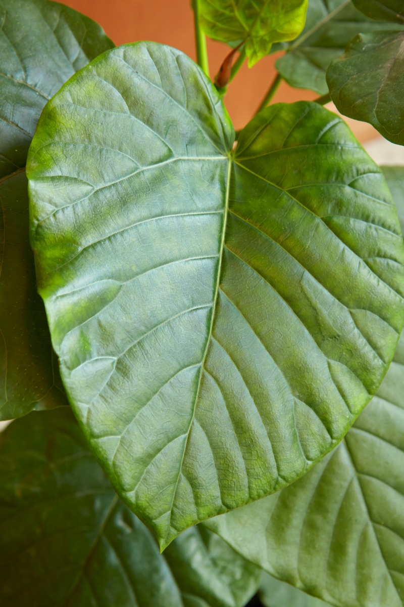 Ficus umbellata