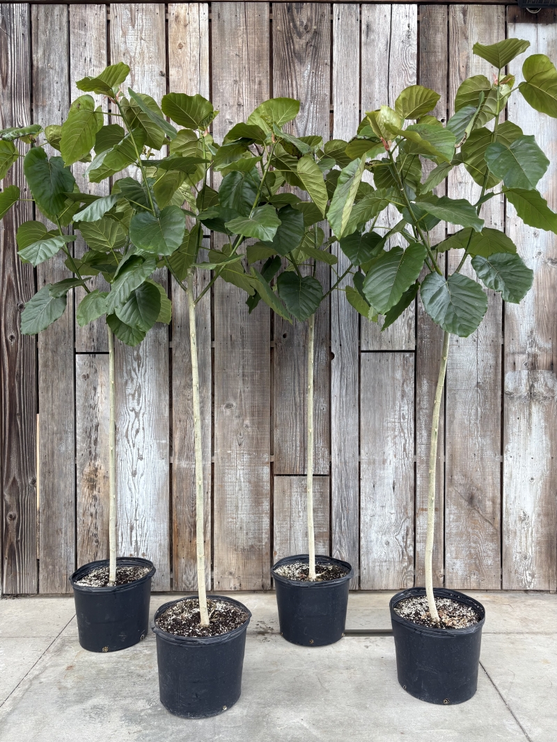 Ficus umbellata
