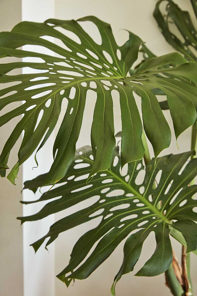 Monstera deliciosa