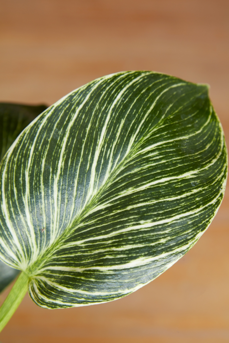 Philodendron 'Birkin'