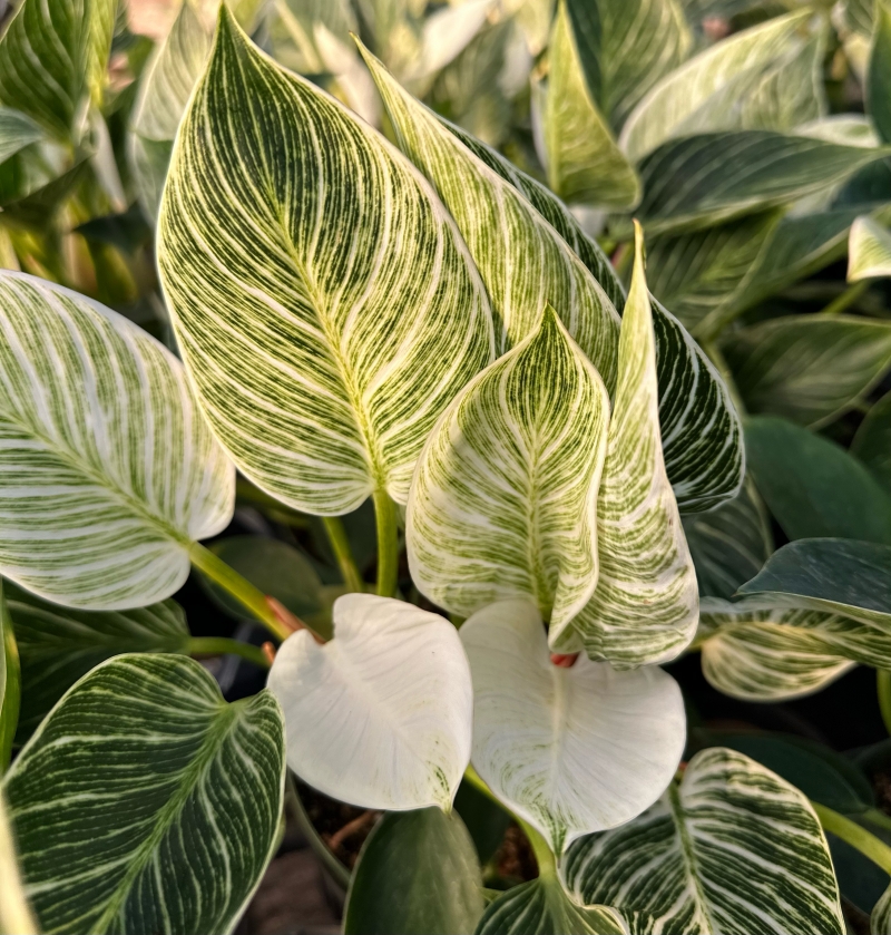 Philodendron 'Birkin'