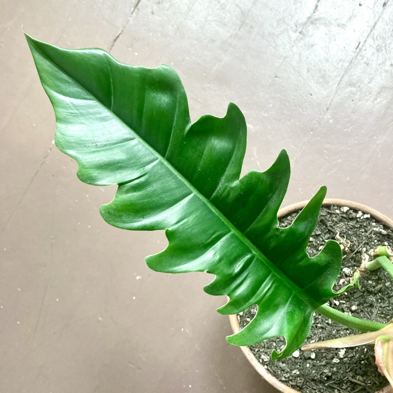Philodendron 'Tiger Tooth'