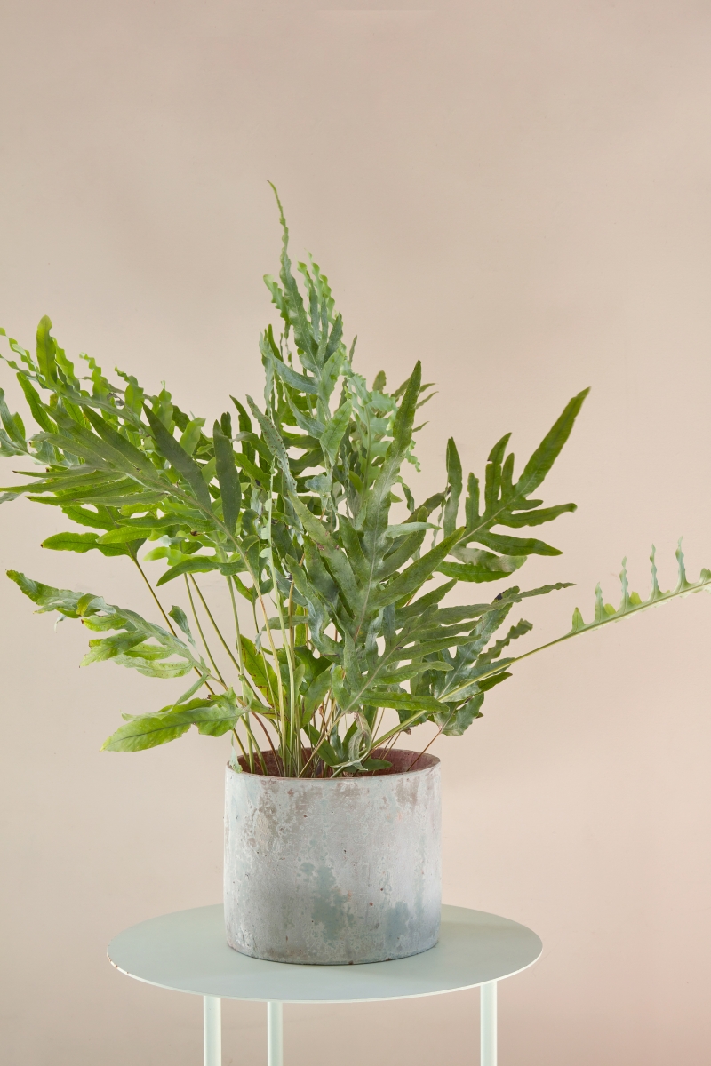 Phlebodium aureum 'Blue Star'