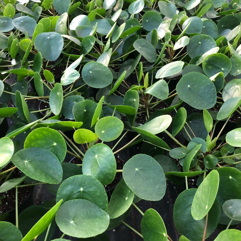 Pilea peperomioides