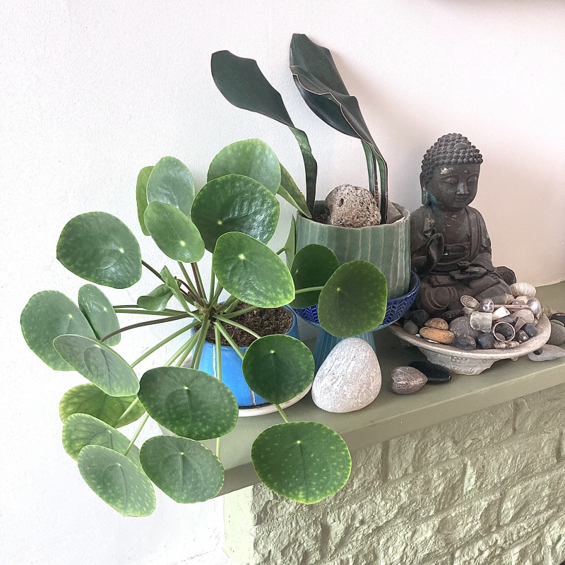 Pilea peperomioides