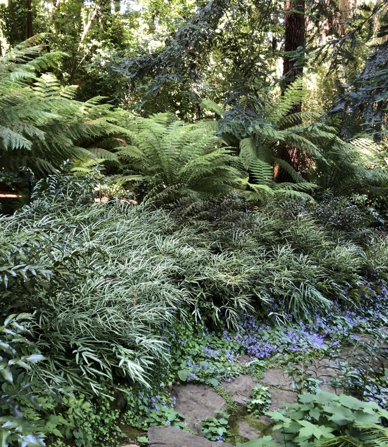 Pteris cretica var. albolineata