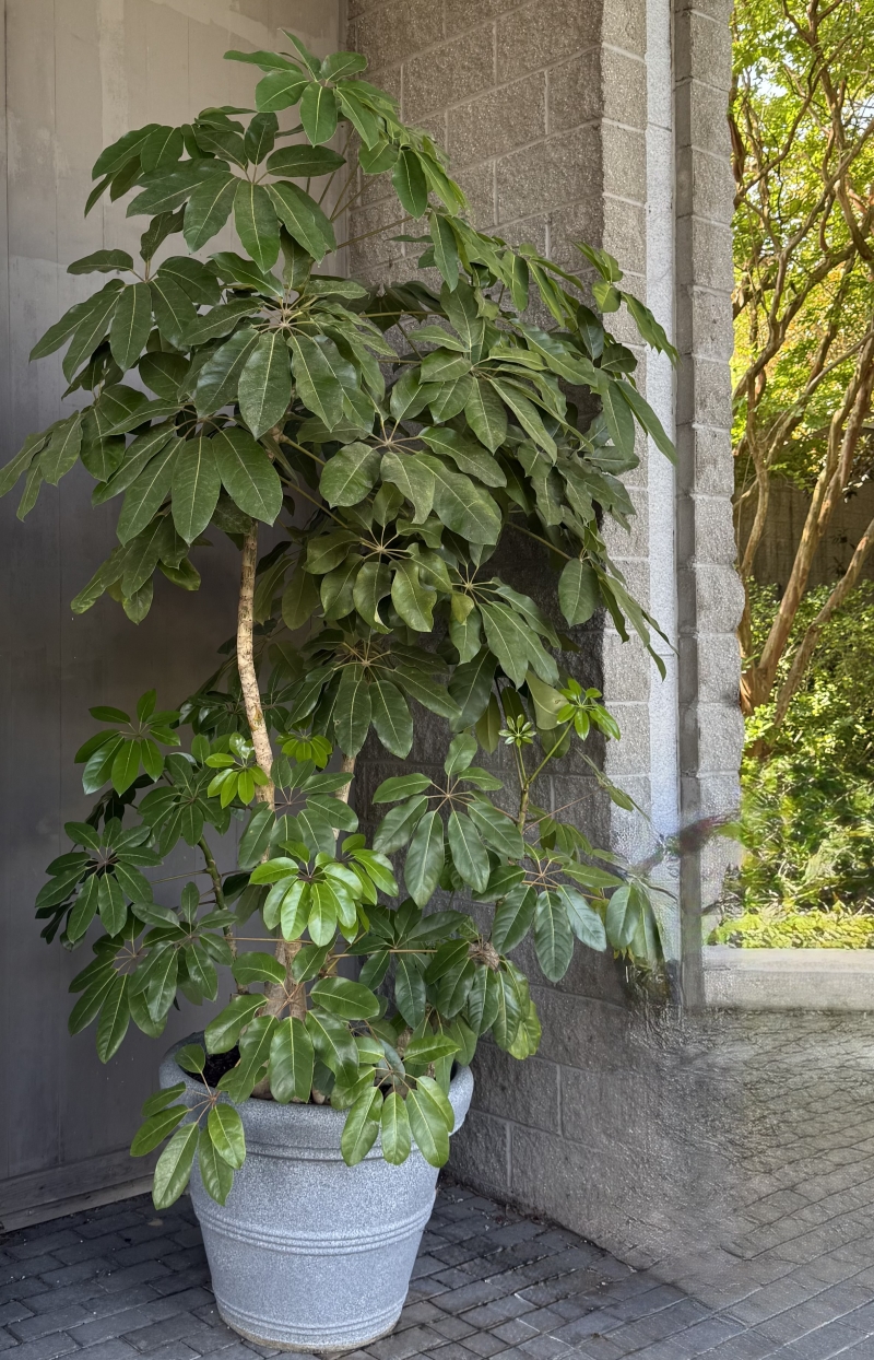 Schefflera actinophylla 'Amate'