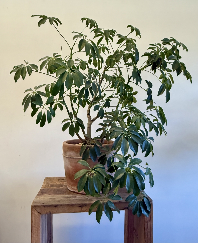 Schefflera arboricola