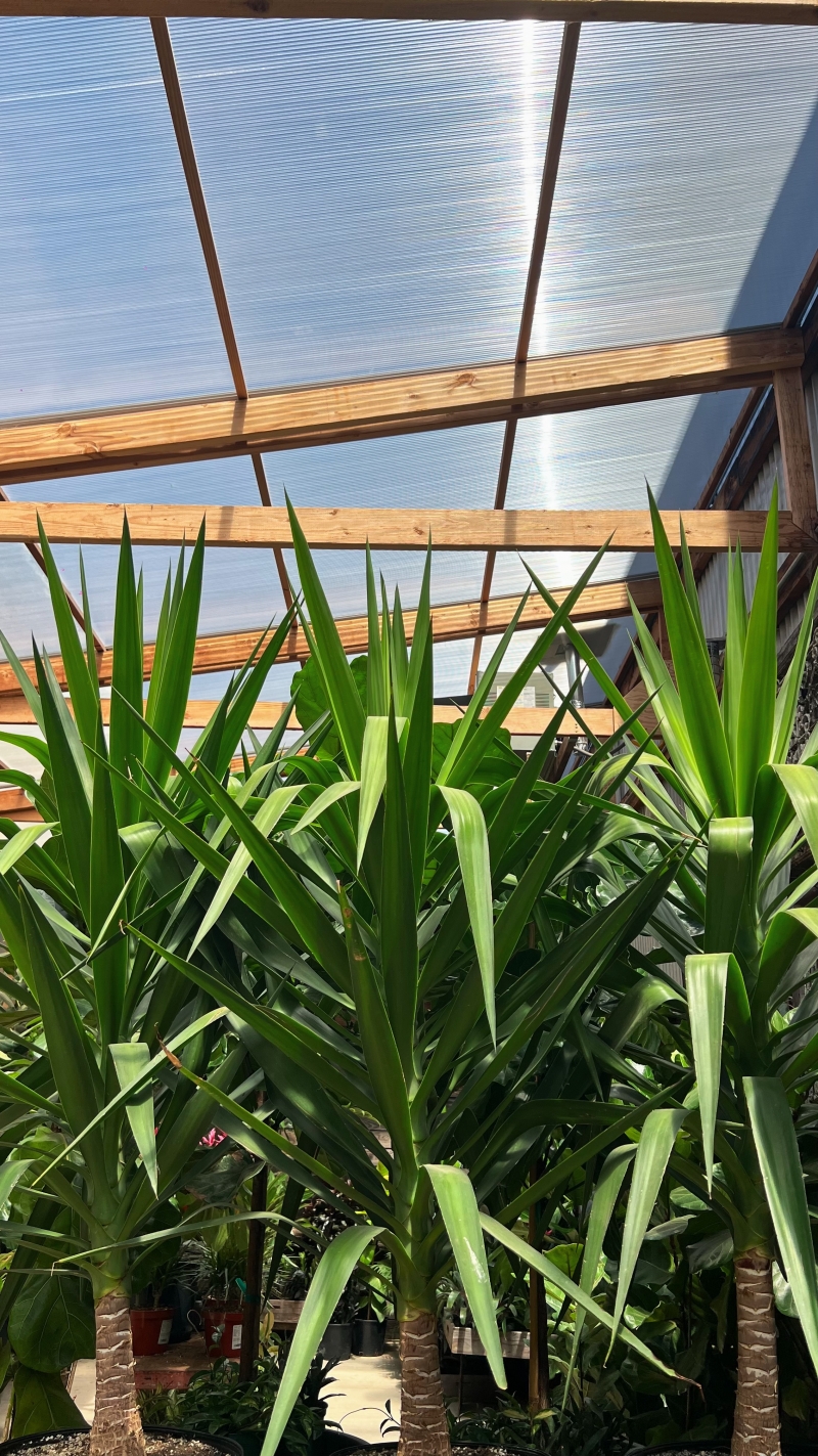 Yucca elephantipes