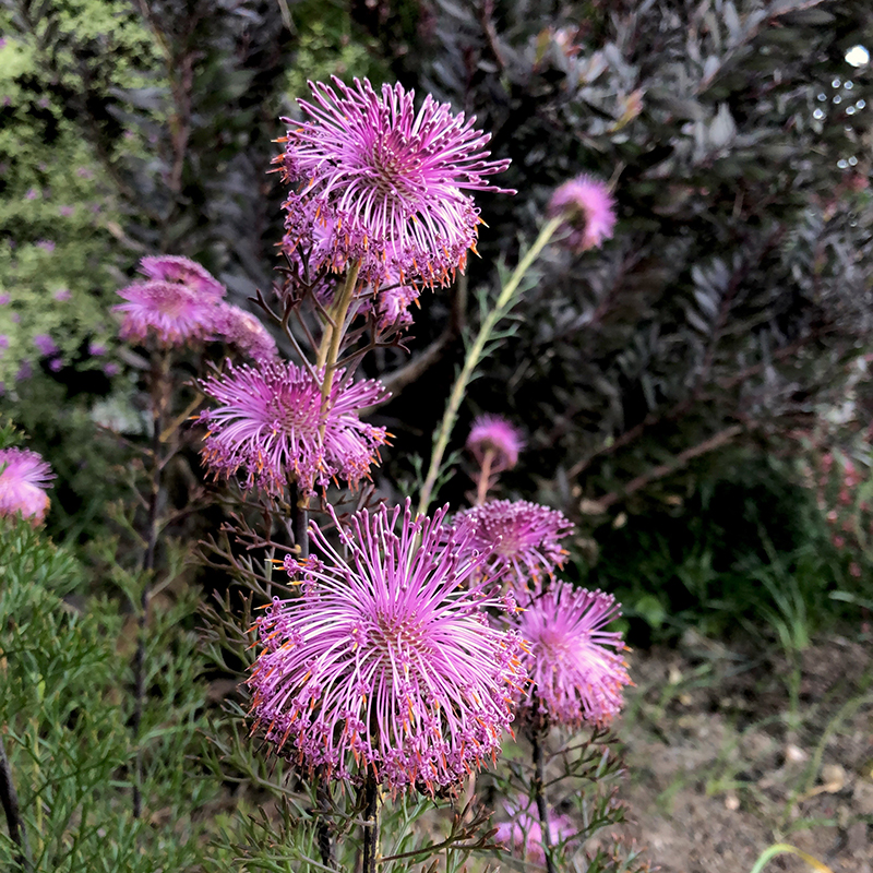 Isopogon formosus