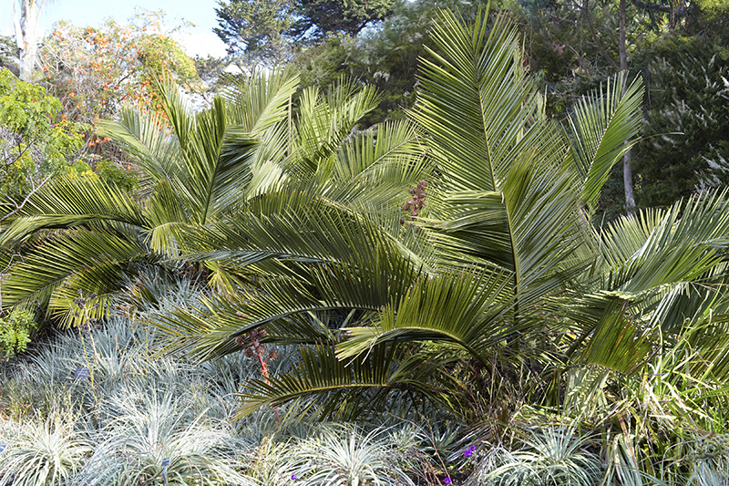 Jubaea chilensis