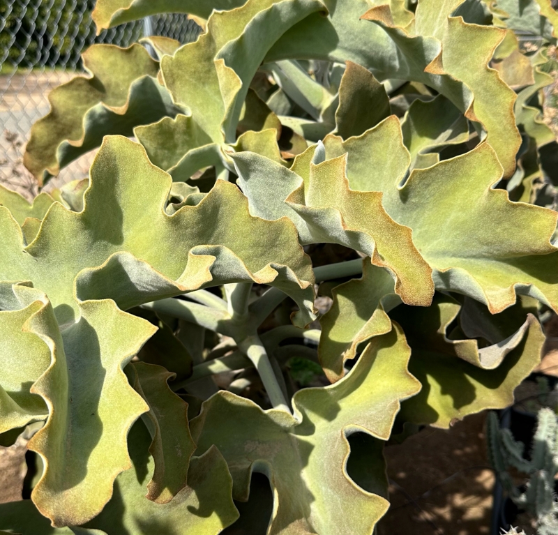 Kalanchoe beharensis