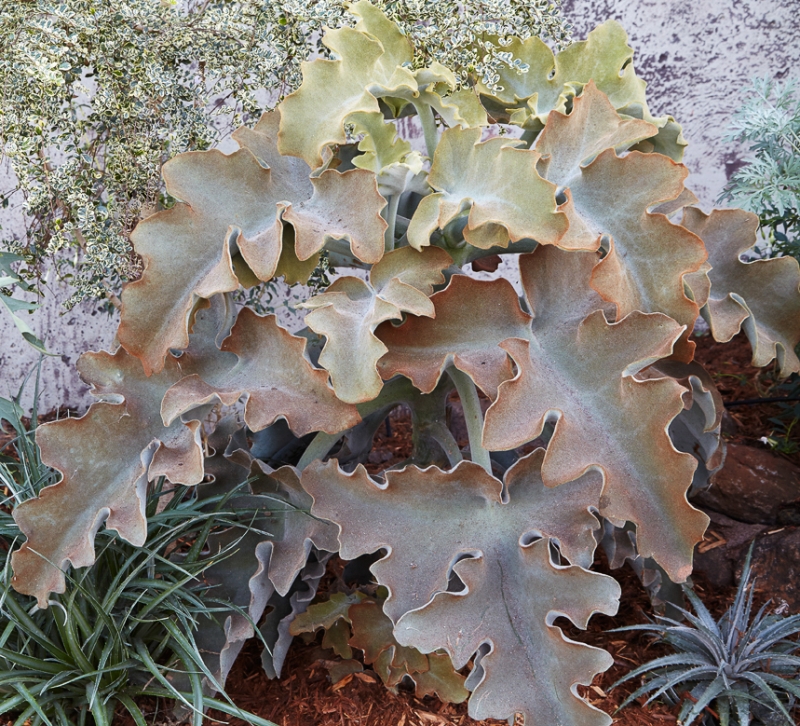 Kalanchoe beharensis