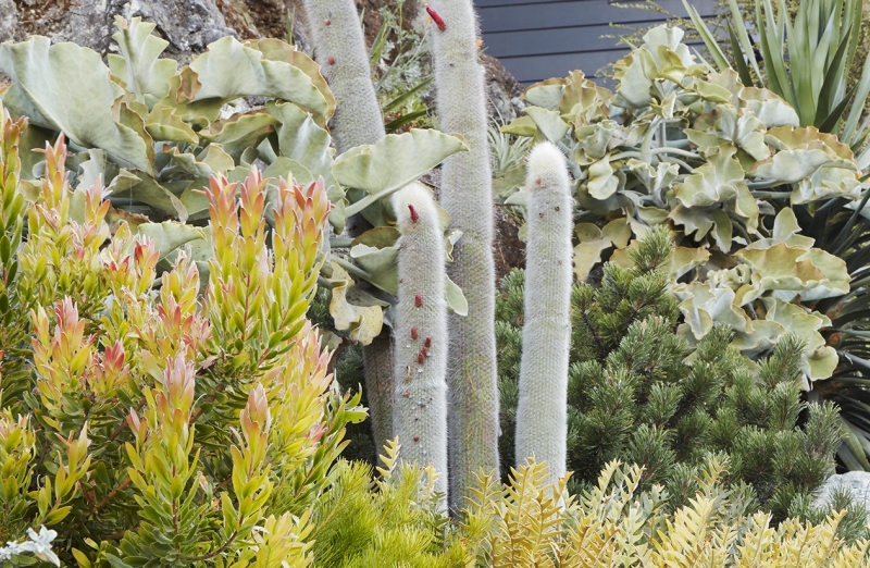 Kalanchoe beharensis