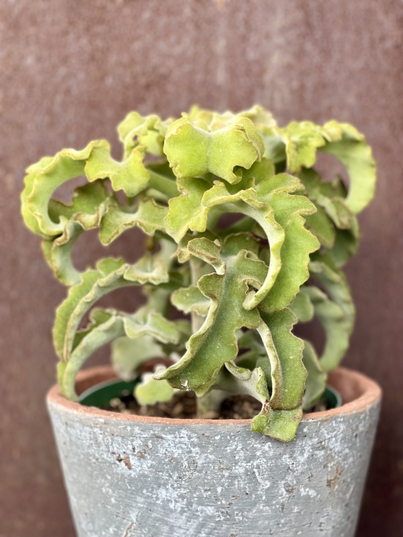 Kalanchoe beharensis 'Maltese Cross'