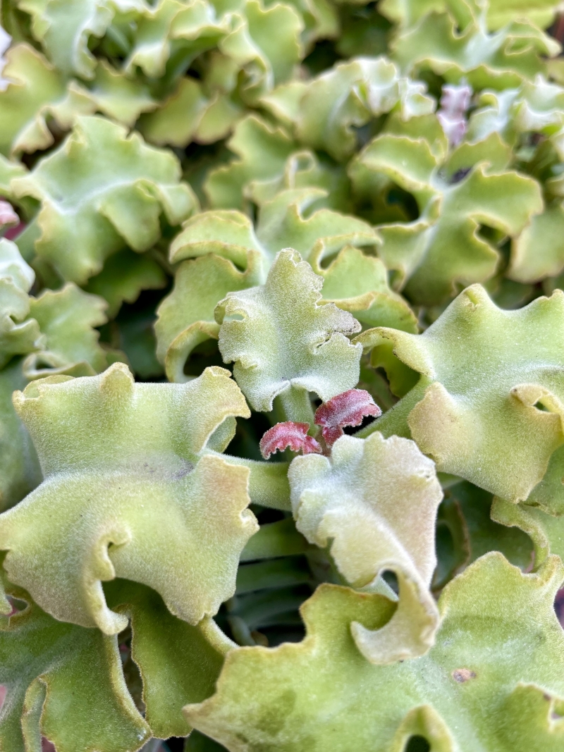 Kalanchoe beharensis 'Maltese Cross'