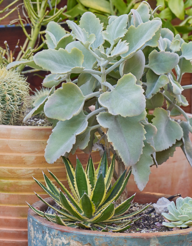 Kalanchoe beharensis 'Roseleaf'