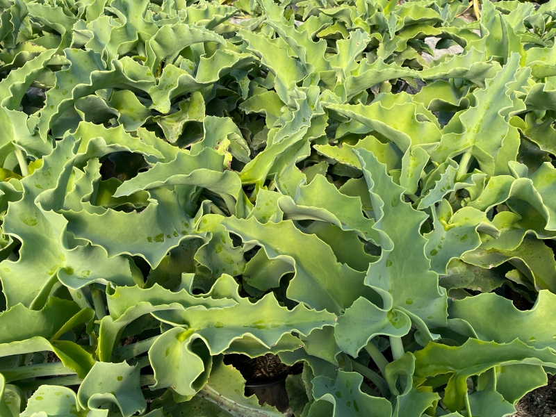 Kalanchoe beharensis var. subnuda