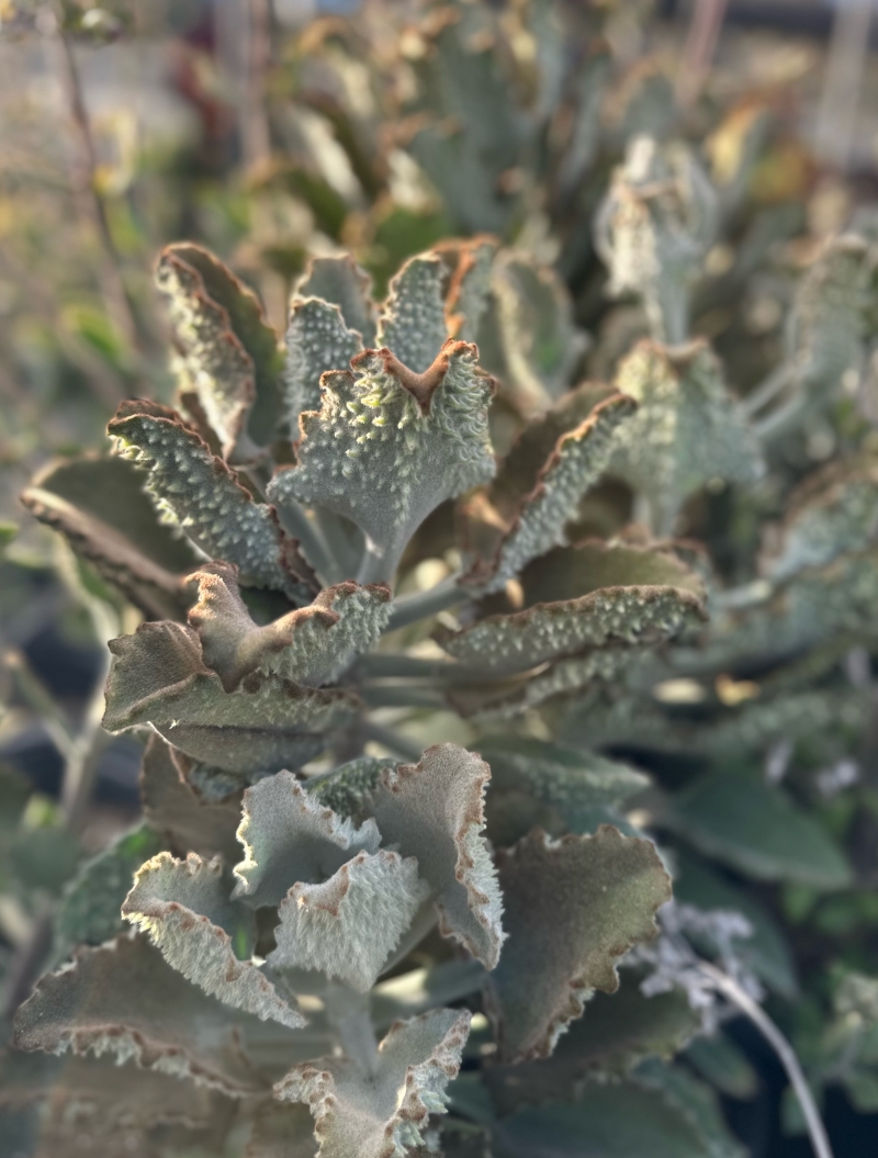 Kalanchoe beharensis x tomentosa 'Fang'