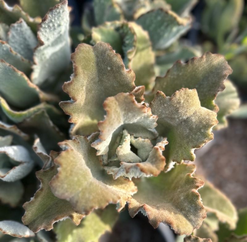 Kalanchoe beharensis x tomentosa 'Fang'