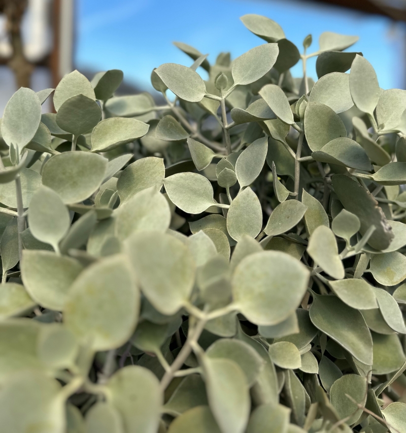 Kalanchoe bracteata