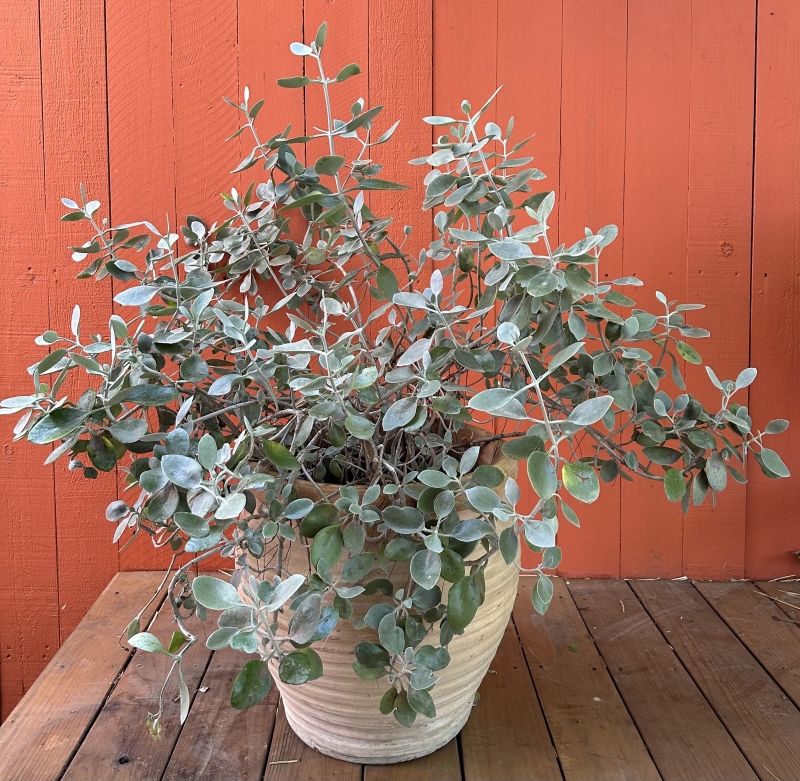 Kalanchoe bracteata