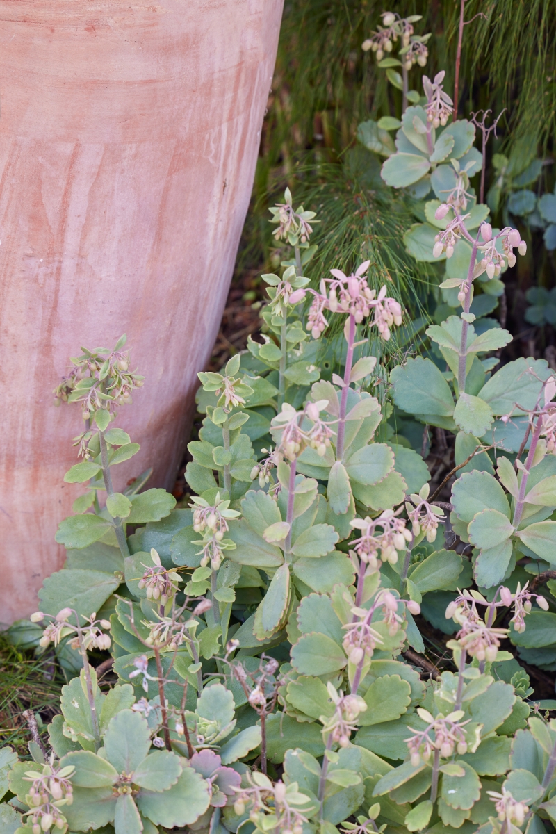 Kalanchoe fedtschenkoi