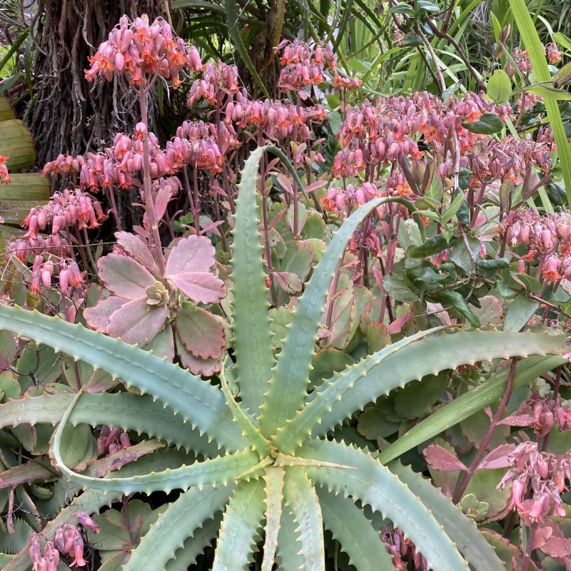 Kalanchoe fedtschenkoi